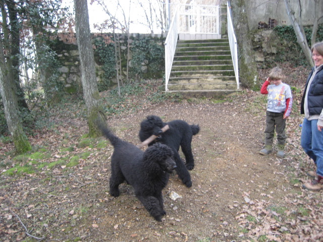 Poodles