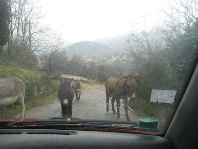 Donkeys