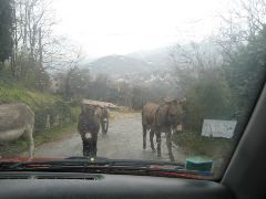 Donkeys