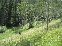 aspen_trail1.JPG
