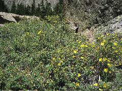 yellow_bush2.JPG