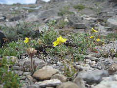 A tiny Cinquefoil bush (The mountain's namesake)