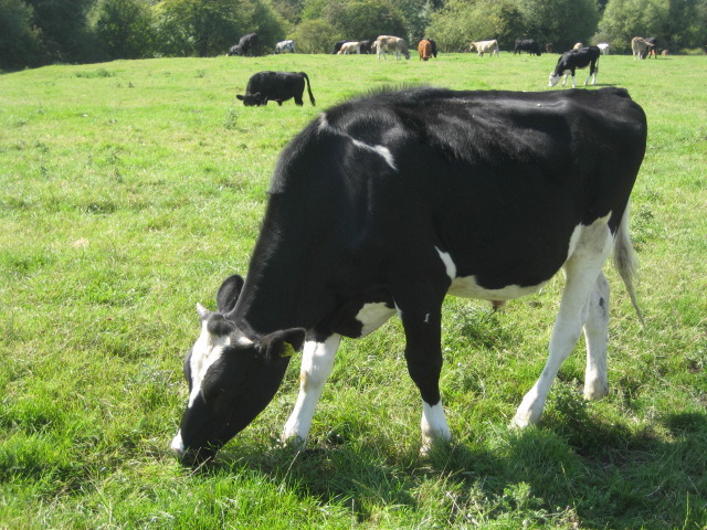 An Oxford Cow